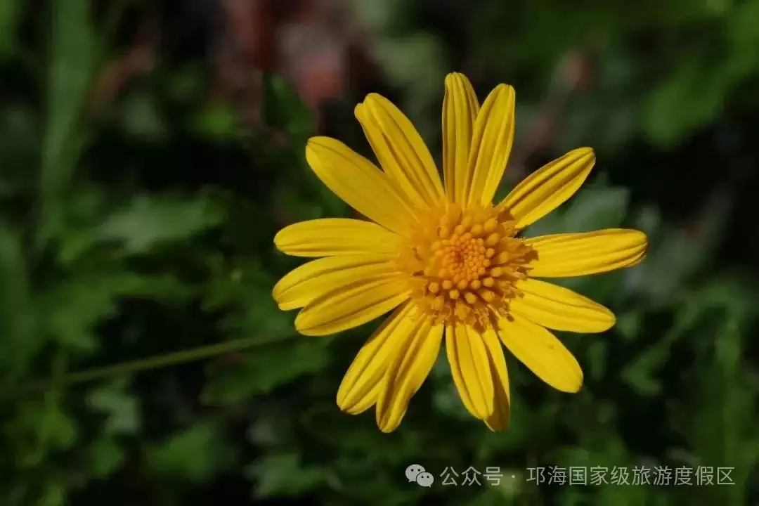 秋爽时节来邛海国家级旅游度假区,邂逅浪漫花海,畅享惬意秋日时光插图1 秋爽时节来邛海国家级旅游度假区,邂逅浪漫花海,畅享惬意秋日时光插图1