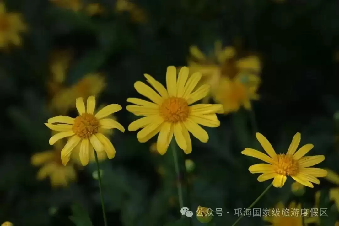 秋爽时节来邛海国家级旅游度假区,邂逅浪漫花海,畅享惬意秋日时光插图3 秋爽时节来邛海国家级旅游度假区,邂逅浪漫花海,畅享惬意秋日时光插图3