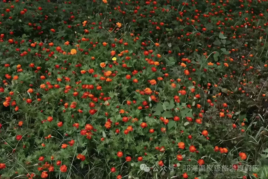 秋爽时节来邛海国家级旅游度假区,邂逅浪漫花海,畅享惬意秋日时光插图16 秋爽时节来邛海国家级旅游度假区,邂逅浪漫花海,畅享惬意秋日时光插图16