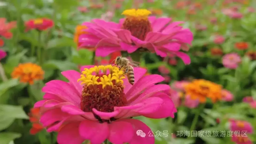 秋爽时节来邛海国家级旅游度假区,邂逅浪漫花海,畅享惬意秋日时光插图11 秋爽时节来邛海国家级旅游度假区,邂逅浪漫花海,畅享惬意秋日时光插图11