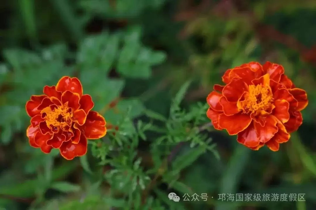 秋爽时节来邛海国家级旅游度假区,邂逅浪漫花海,畅享惬意秋日时光插图22 秋爽时节来邛海国家级旅游度假区,邂逅浪漫花海,畅享惬意秋日时光插图22