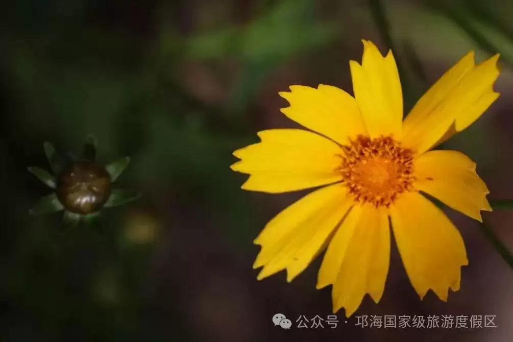 秋爽时节来邛海国家级旅游度假区,邂逅浪漫花海,畅享惬意秋日时光插图2 秋爽时节来邛海国家级旅游度假区,邂逅浪漫花海,畅享惬意秋日时光插图2