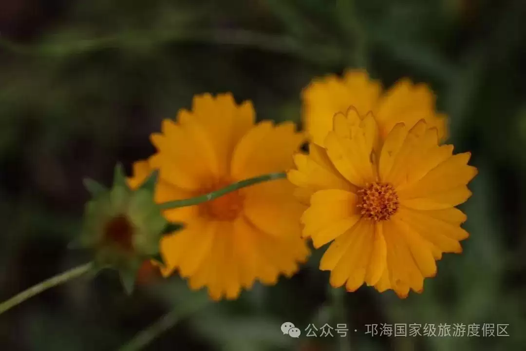 秋爽时节来邛海国家级旅游度假区,邂逅浪漫花海,畅享惬意秋日时光插图20 秋爽时节来邛海国家级旅游度假区,邂逅浪漫花海,畅享惬意秋日时光插图20