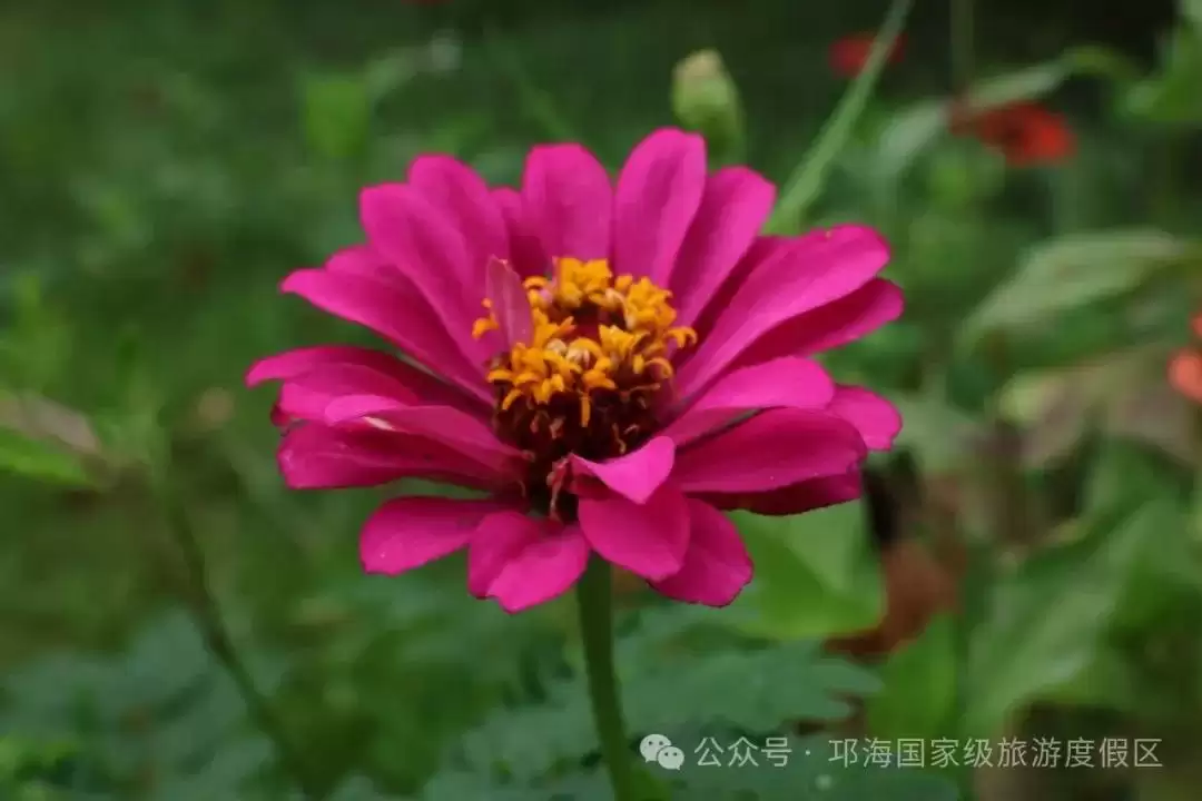 秋爽时节来邛海国家级旅游度假区,邂逅浪漫花海,畅享惬意秋日时光插图9 秋爽时节来邛海国家级旅游度假区,邂逅浪漫花海,畅享惬意秋日时光插图9