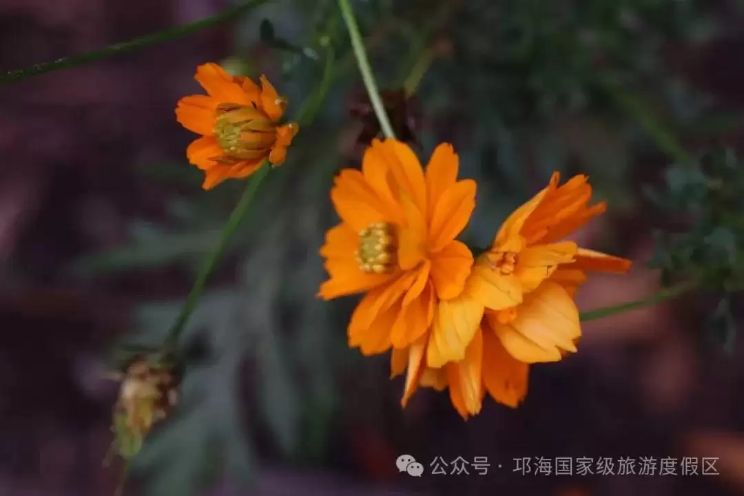 秋爽时节来邛海国家级旅游度假区,邂逅浪漫花海,畅享惬意秋日时光插图13 秋爽时节来邛海国家级旅游度假区,邂逅浪漫花海,畅享惬意秋日时光插图13