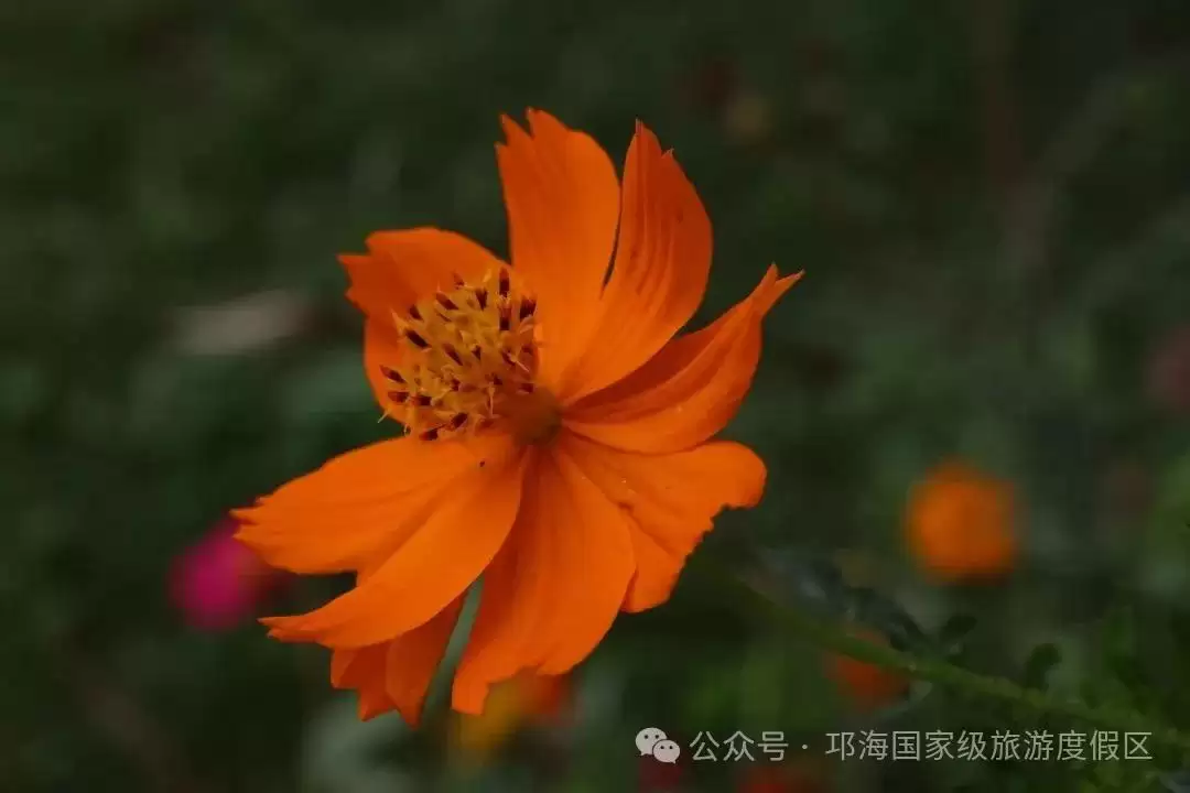 秋爽时节来邛海国家级旅游度假区,邂逅浪漫花海,畅享惬意秋日时光插图18 秋爽时节来邛海国家级旅游度假区,邂逅浪漫花海,畅享惬意秋日时光插图18