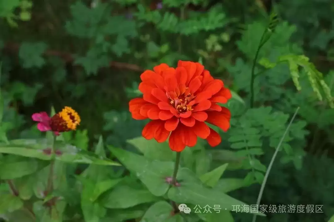 秋爽时节来邛海国家级旅游度假区,邂逅浪漫花海,畅享惬意秋日时光插图19 秋爽时节来邛海国家级旅游度假区,邂逅浪漫花海,畅享惬意秋日时光插图19