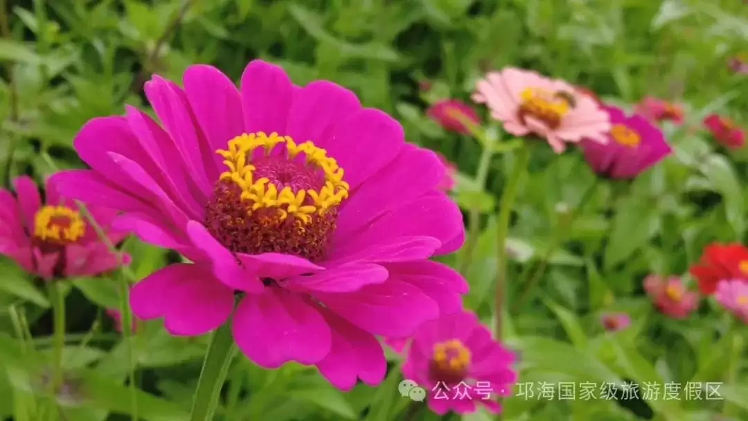 秋爽时节来邛海国家级旅游度假区,邂逅浪漫花海,畅享惬意秋日时光插图21 秋爽时节来邛海国家级旅游度假区,邂逅浪漫花海,畅享惬意秋日时光插图21