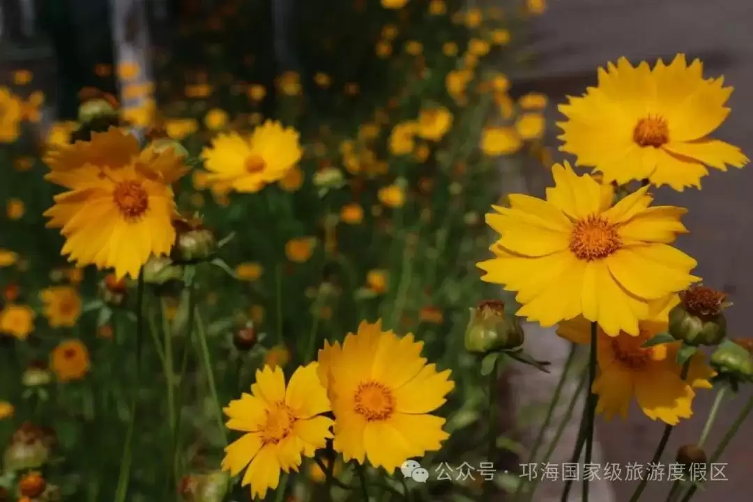 秋爽时节来邛海国家级旅游度假区,邂逅浪漫花海,畅享惬意秋日时光插图6 秋爽时节来邛海国家级旅游度假区,邂逅浪漫花海,畅享惬意秋日时光插图6