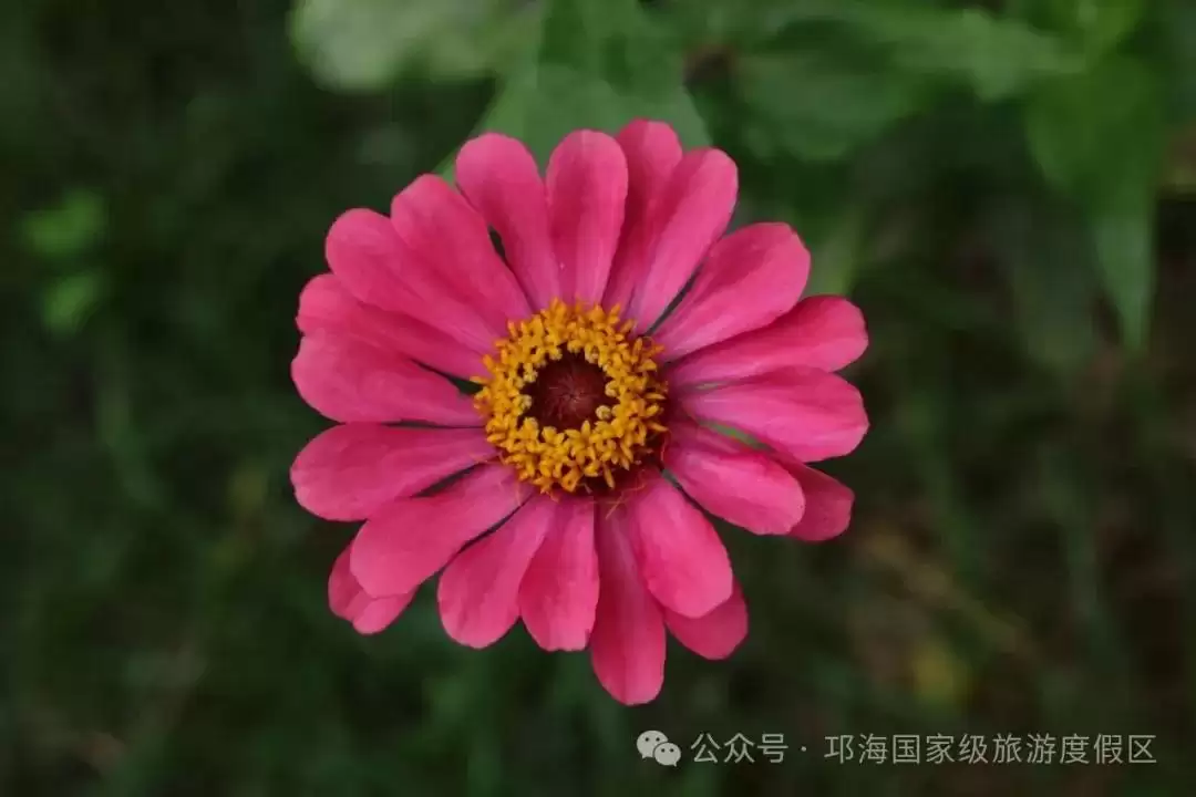 秋爽时节来邛海国家级旅游度假区,邂逅浪漫花海,畅享惬意秋日时光插图17 秋爽时节来邛海国家级旅游度假区,邂逅浪漫花海,畅享惬意秋日时光插图17