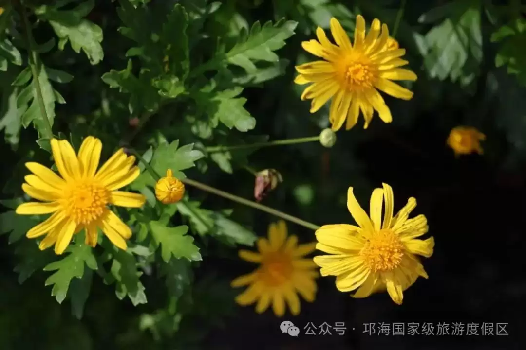 秋爽时节来邛海国家级旅游度假区,邂逅浪漫花海,畅享惬意秋日时光插图8 秋爽时节来邛海国家级旅游度假区,邂逅浪漫花海,畅享惬意秋日时光插图8