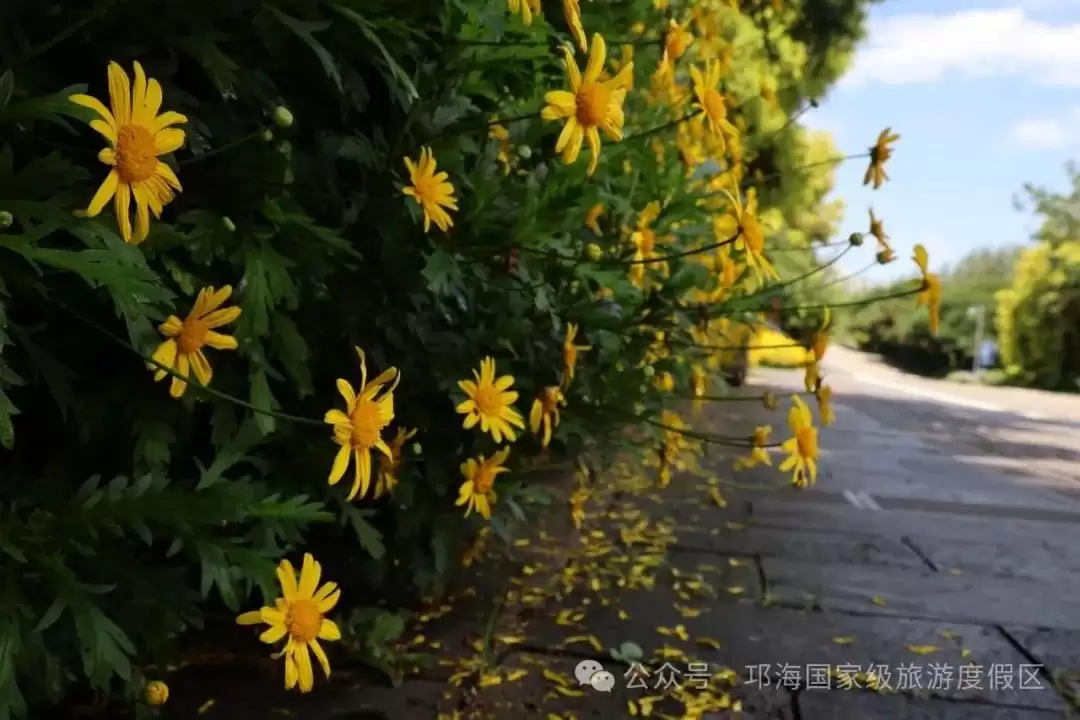 秋爽时节来邛海国家级旅游度假区,邂逅浪漫花海,畅享惬意秋日时光插图5 秋爽时节来邛海国家级旅游度假区,邂逅浪漫花海,畅享惬意秋日时光插图5
