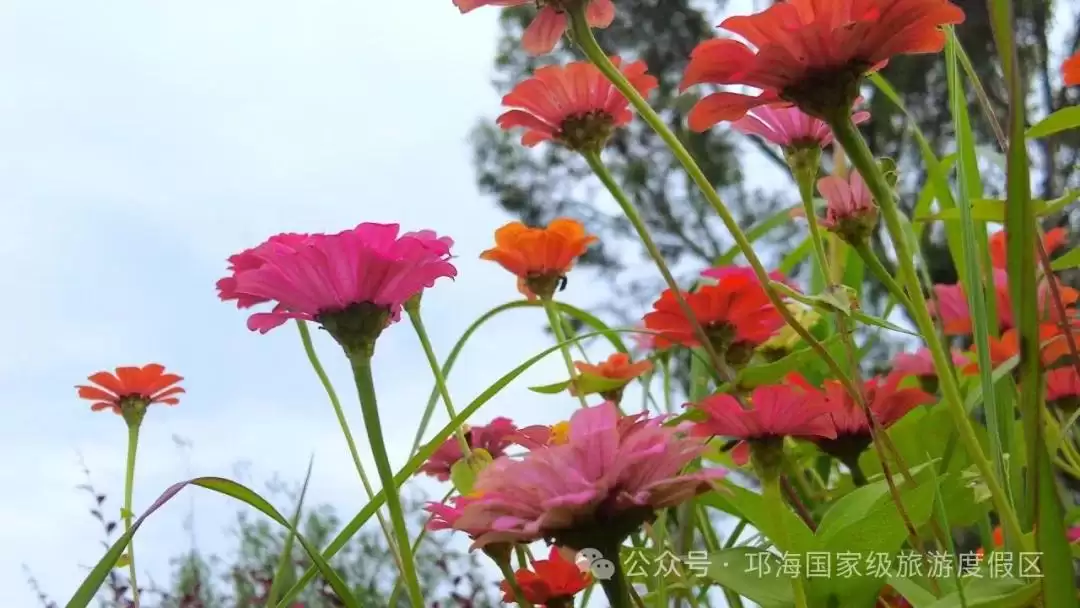 秋爽时节来邛海国家级旅游度假区,邂逅浪漫花海,畅享惬意秋日时光插图10 秋爽时节来邛海国家级旅游度假区,邂逅浪漫花海,畅享惬意秋日时光插图10