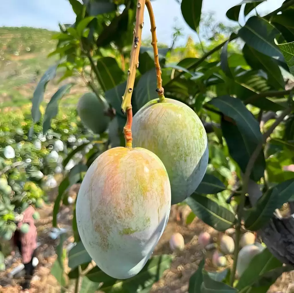 攀枝花凯特芒：比脸还大的晚熟王者，口感营养双优背后的种植智慧大揭秘插图3