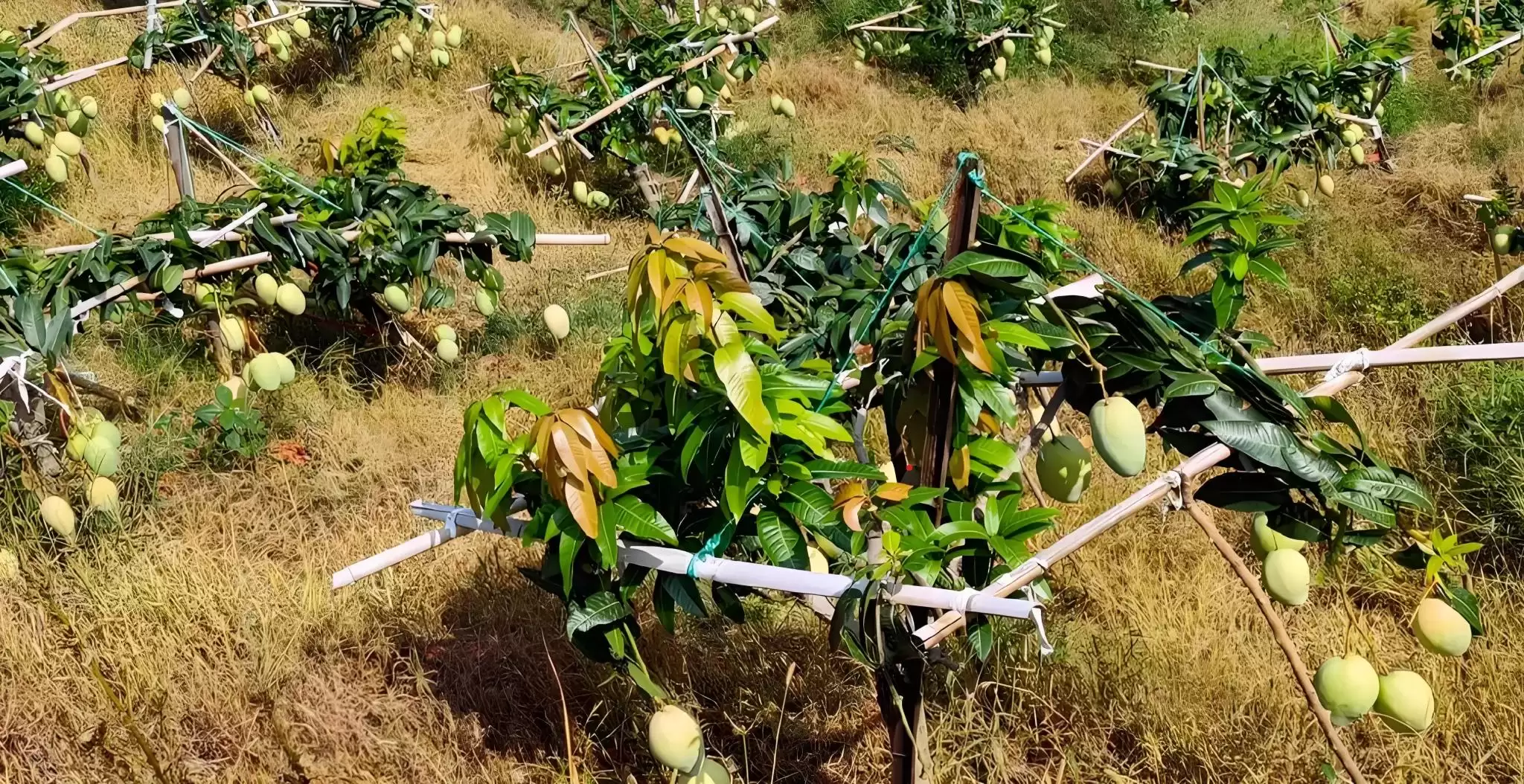 攀枝花凯特芒：比脸还大的晚熟王者，口感营养双优背后的种植智慧大揭秘插图4