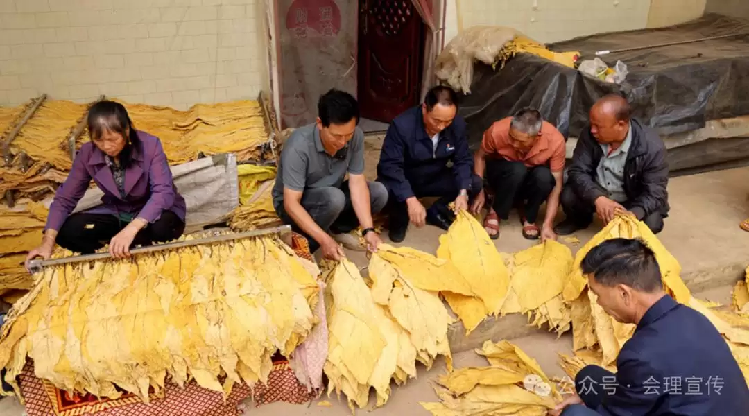 会理聚焦烤烟收购准备，以分级指导护航 24 万亩烤烟 “高纯度” 收购，助力烟农增收插图2
