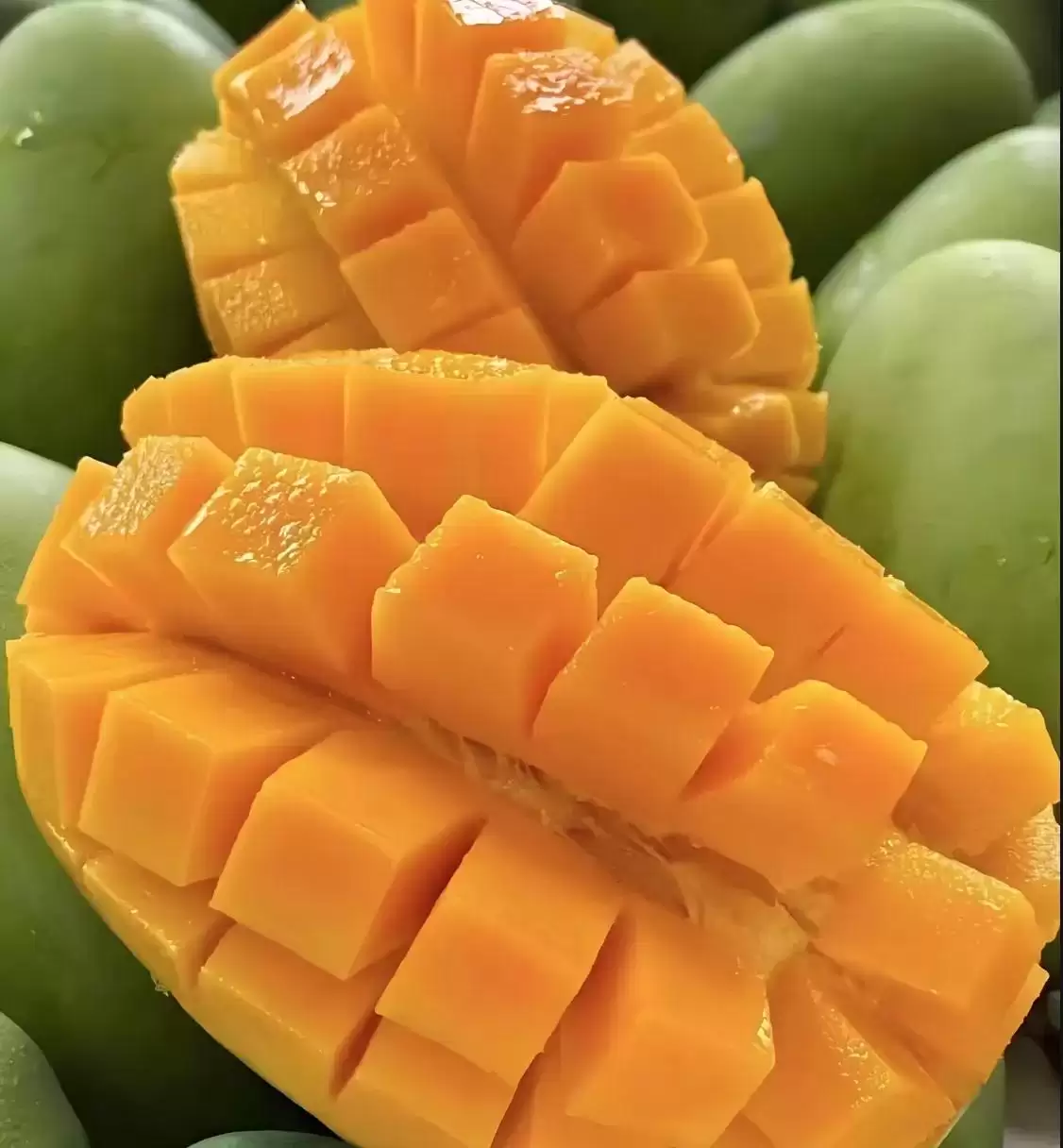 攀枝花凯特芒：比脸还大的晚熟王者，口感营养双优背后的种植智慧大揭秘插图1