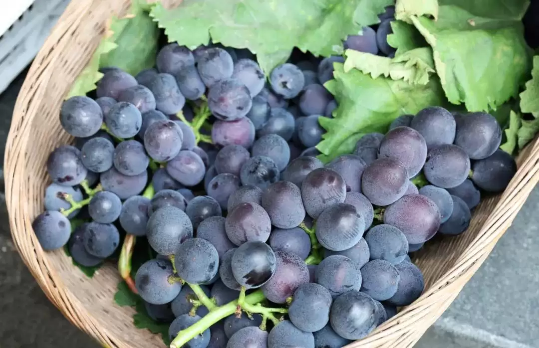 立秋后西昌仍热,本地人狂炫的清凉美食大揭秘:冰糕凉粉冰粉水果等速看插图17 立秋后西昌仍热,本地人狂炫的清凉美食大揭秘:冰糕凉粉冰粉水果等速看插图17