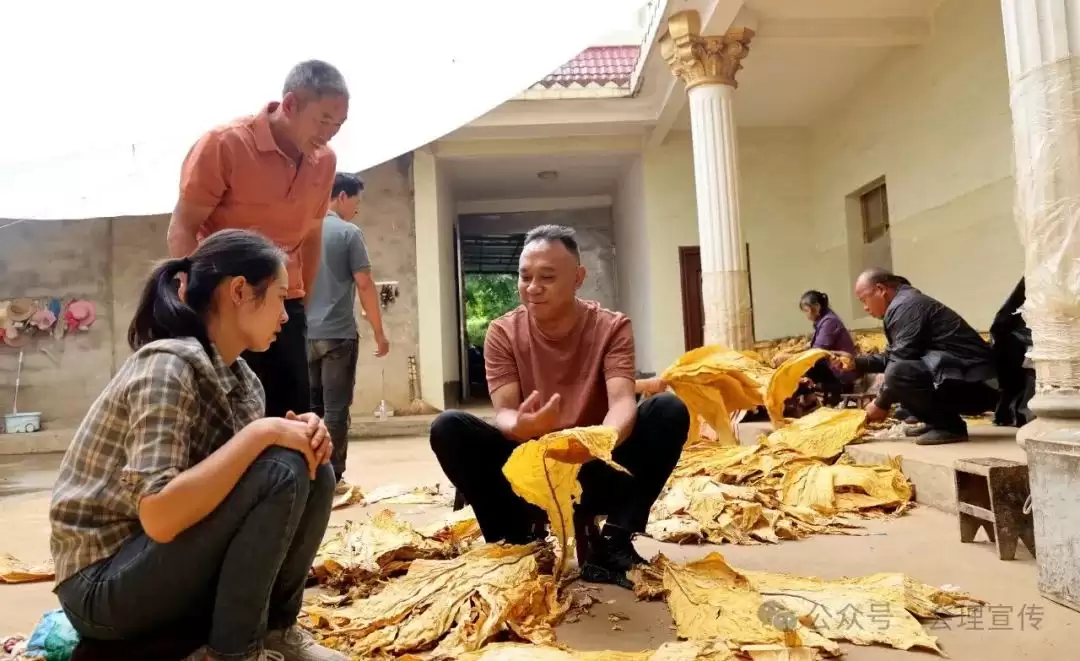 会理聚焦烤烟收购准备，以分级指导护航 24 万亩烤烟 “高纯度” 收购，助力烟农增收插图4