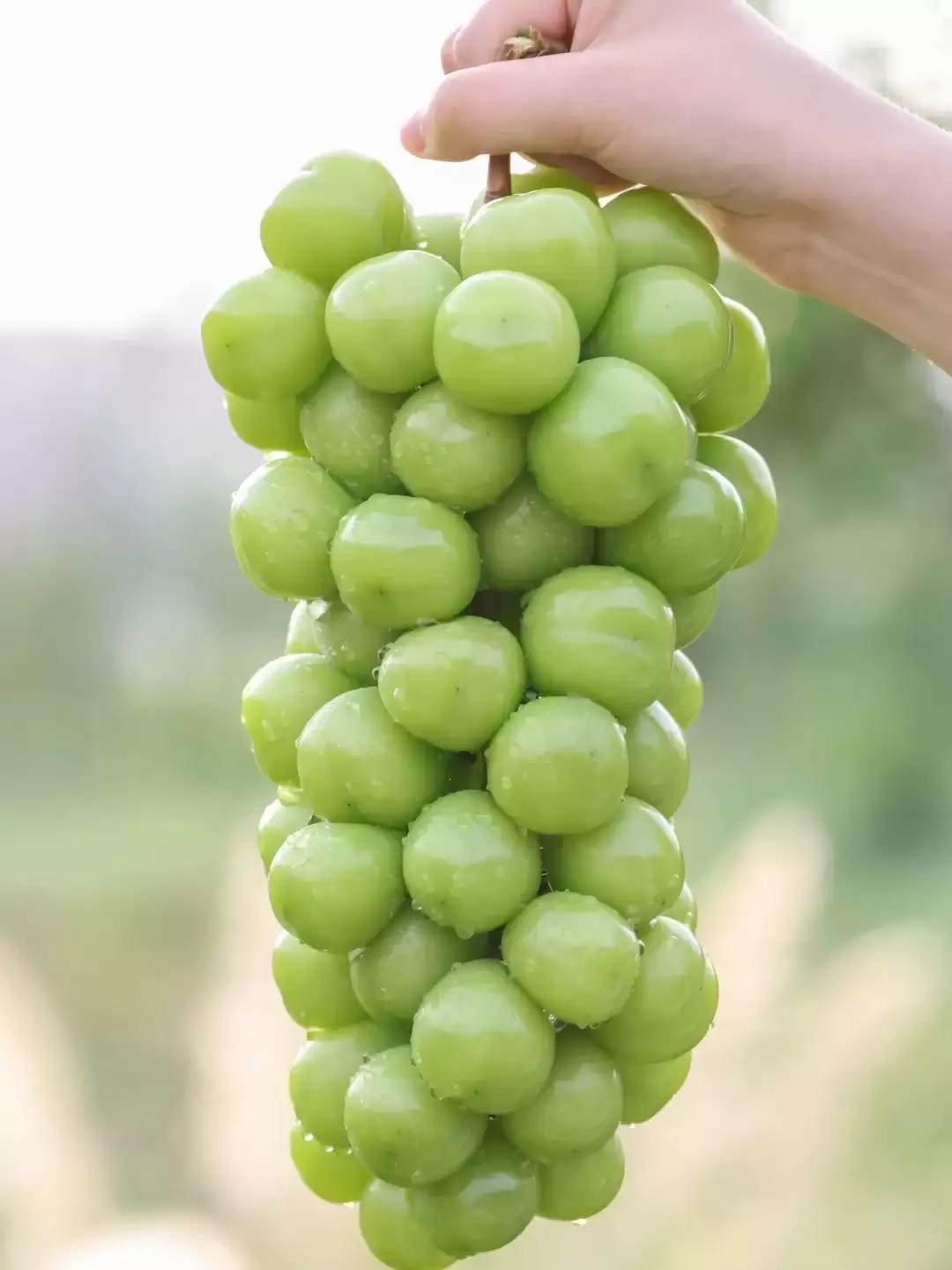 立秋后西昌仍热,本地人狂炫的清凉美食大揭秘:冰糕凉粉冰粉水果等速看插图19 立秋后西昌仍热,本地人狂炫的清凉美食大揭秘:冰糕凉粉冰粉水果等速看插图19