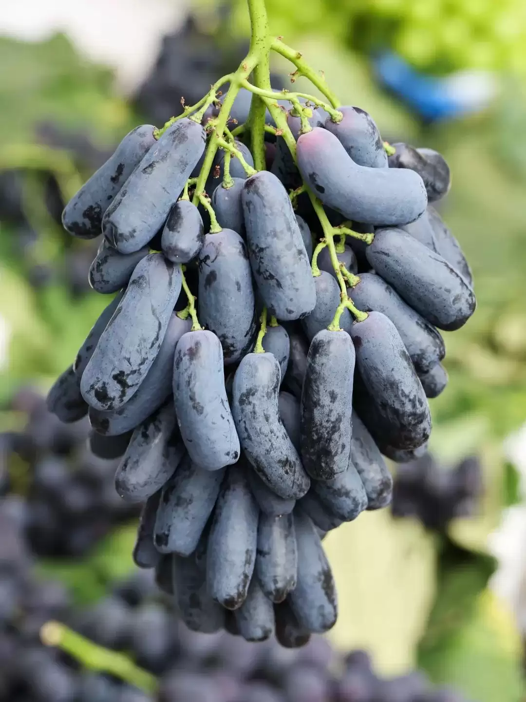 立秋后西昌仍热,本地人狂炫的清凉美食大揭秘:冰糕凉粉冰粉水果等速看插图18 立秋后西昌仍热,本地人狂炫的清凉美食大揭秘:冰糕凉粉冰粉水果等速看插图18