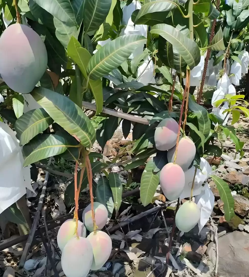 攀枝花凯特芒：比脸还大的晚熟王者，口感营养双优背后的种植智慧大揭秘插图5