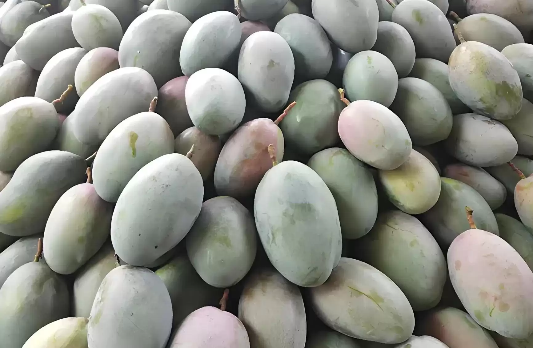 攀枝花凯特芒：比脸还大的晚熟王者，口感营养双优背后的种植智慧大揭秘插图6