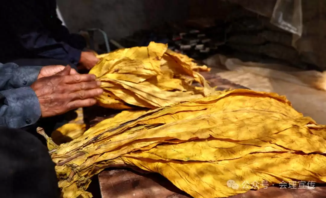 会理聚焦烤烟收购准备，以分级指导护航 24 万亩烤烟 “高纯度” 收购，助力烟农增收-会东网