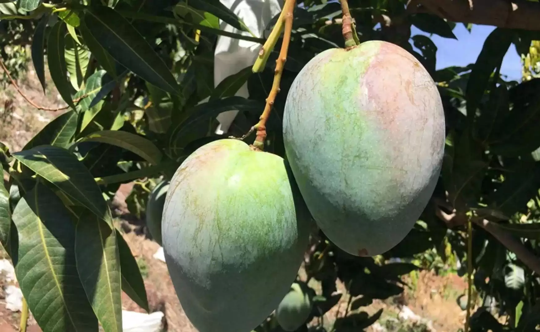 攀枝花凯特芒:比脸还大的晚熟王者,口感营养双优背后的种植智慧大揭秘-会东网