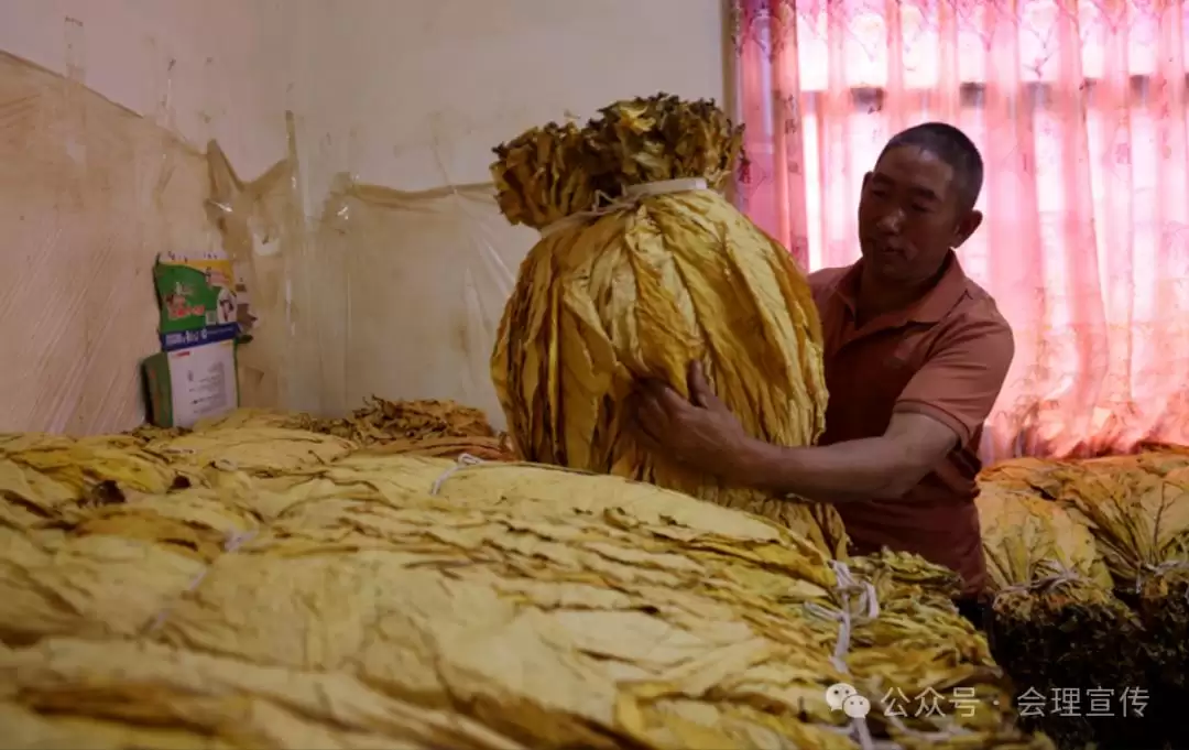 会理聚焦烤烟收购准备，以分级指导护航 24 万亩烤烟 “高纯度” 收购，助力烟农增收插图3
