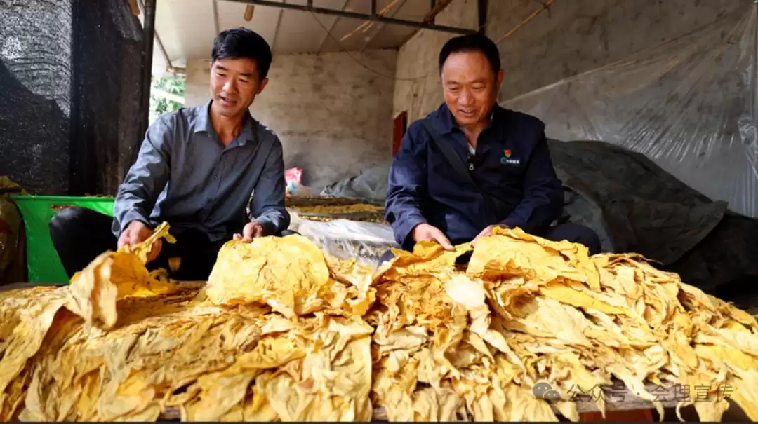 会理聚焦烤烟收购准备，以分级指导护航 24 万亩烤烟 “高纯度” 收购，助力烟农增收插图1