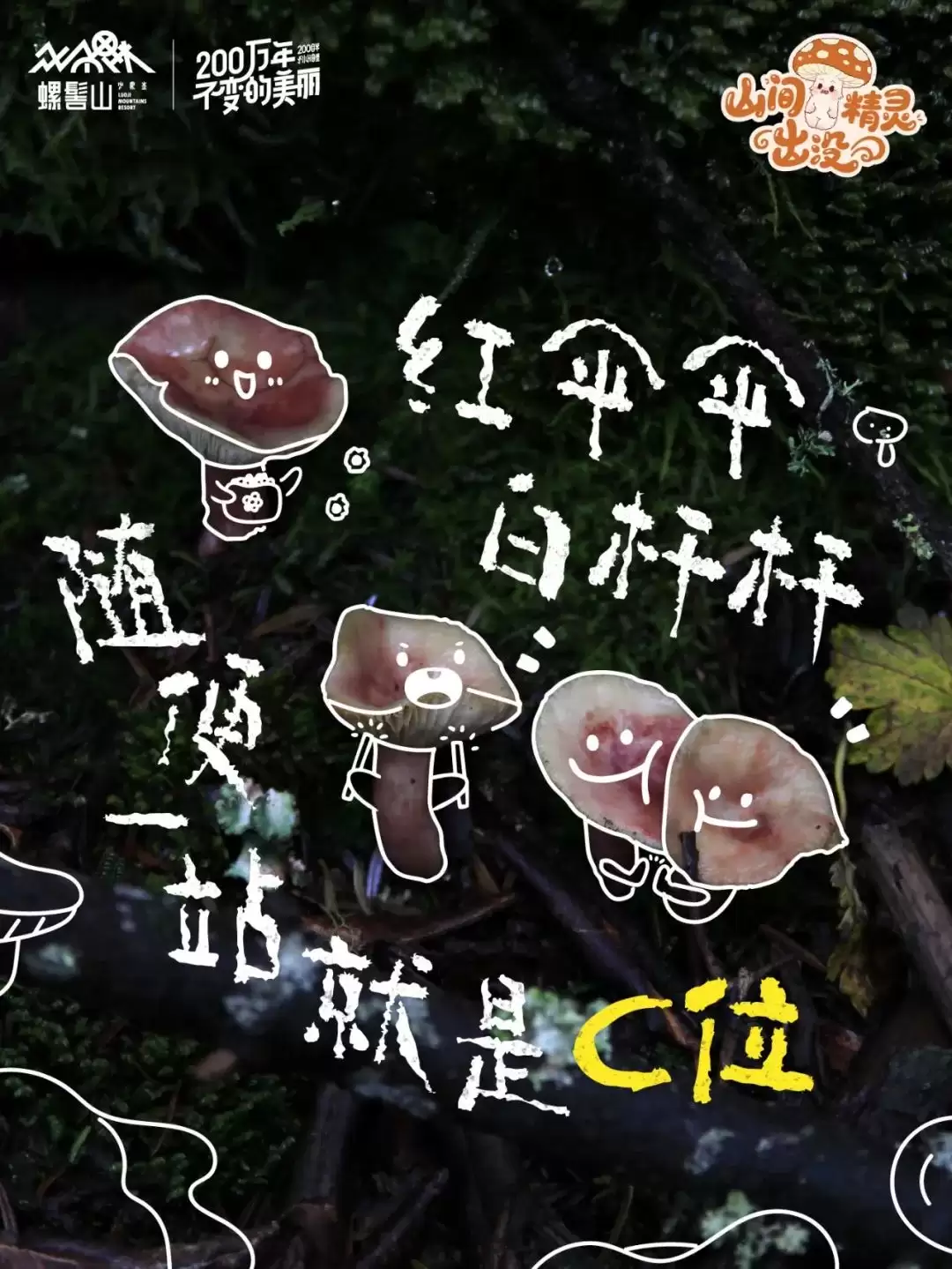 螺髻山游玩攻略 | 八月雨润仙境，“山间精灵” 野生菌出没，快来开盲盒插图4