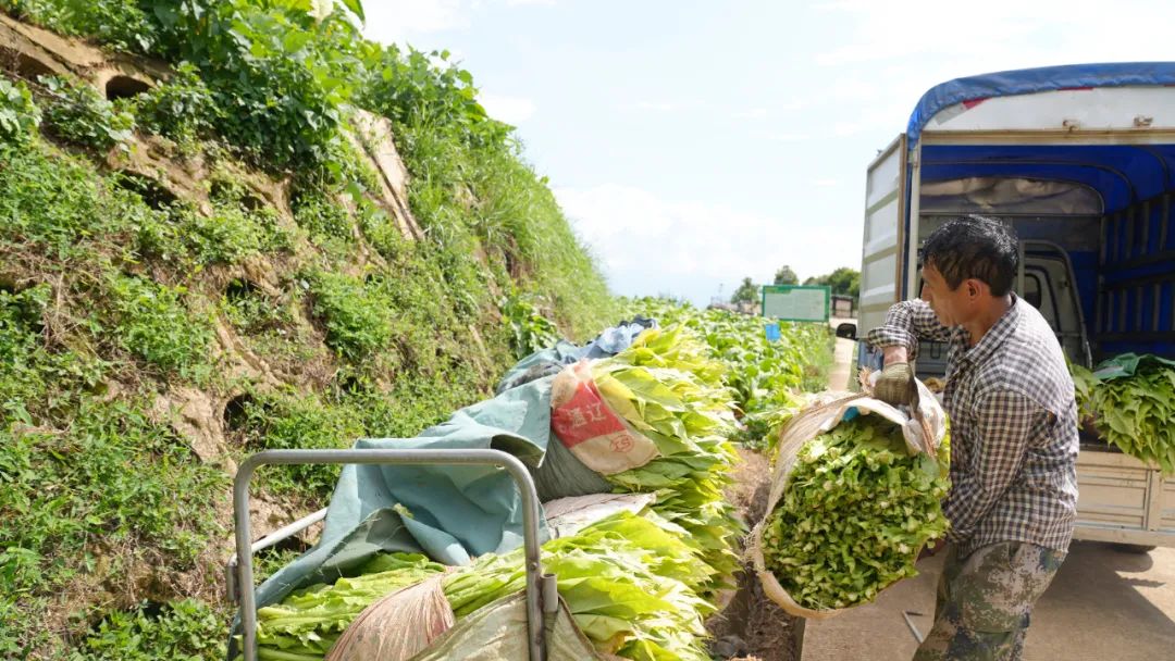 会东:中国烟叶第一大县的十年蝶变,产业扶贫、科技赋能与粮烟融合之路插图2 会东:中国烟叶第一大县的十年蝶变,产业扶贫、科技赋能与粮烟融合之路插图2