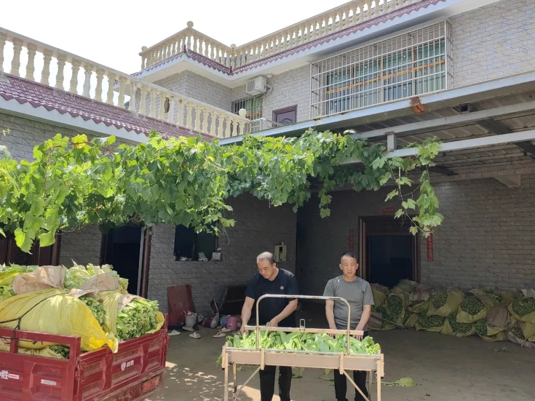 会东:中国烟叶第一大县的十年蝶变,产业扶贫、科技赋能与粮烟融合之路插图1 会东:中国烟叶第一大县的十年蝶变,产业扶贫、科技赋能与粮烟融合之路插图1
