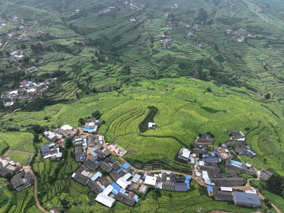 会东:中国烟叶第一大县的十年蝶变,产业扶贫、科技赋能与粮烟融合之路插图 会东:中国烟叶第一大县的十年蝶变,产业扶贫、科技赋能与粮烟融合之路插图