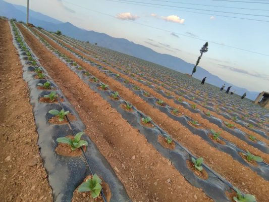 会东:中国烟叶第一大县的十年蝶变,产业扶贫、科技赋能与粮烟融合之路-会东网