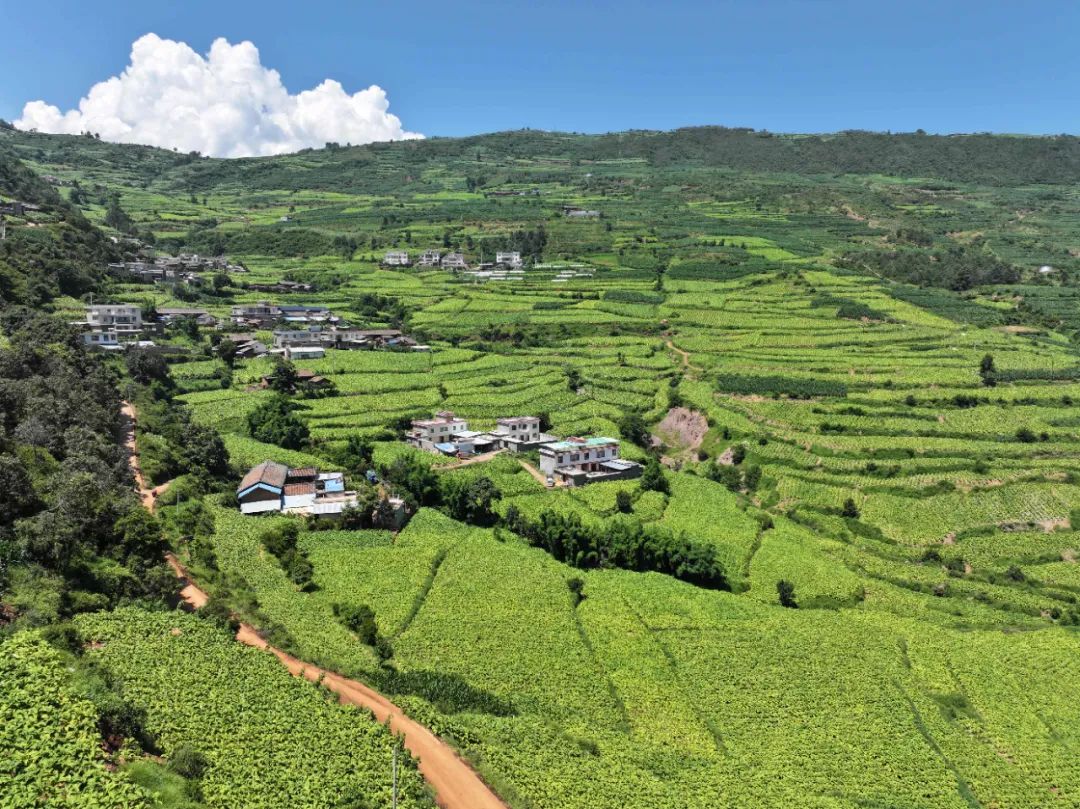 会东:中国烟叶第一大县的十年蝶变,产业扶贫、科技赋能与粮烟融合之路插图5 会东:中国烟叶第一大县的十年蝶变,产业扶贫、科技赋能与粮烟融合之路插图5