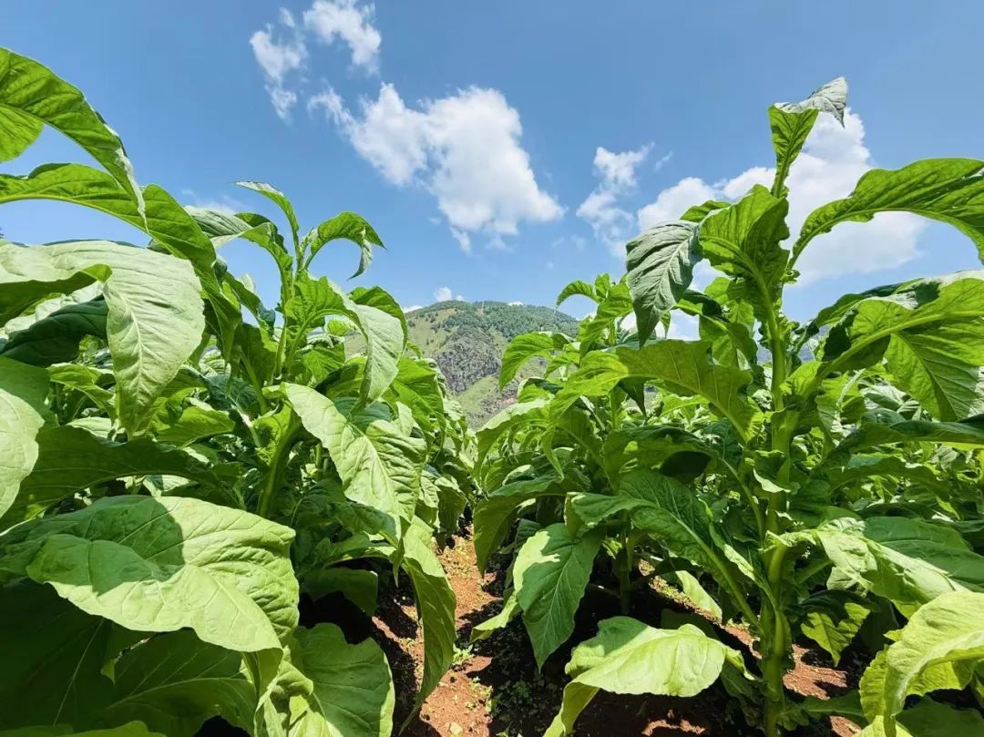 会东:中国烟叶第一大县的十年蝶变,产业扶贫、科技赋能与粮烟融合之路插图6 会东:中国烟叶第一大县的十年蝶变,产业扶贫、科技赋能与粮烟融合之路插图6