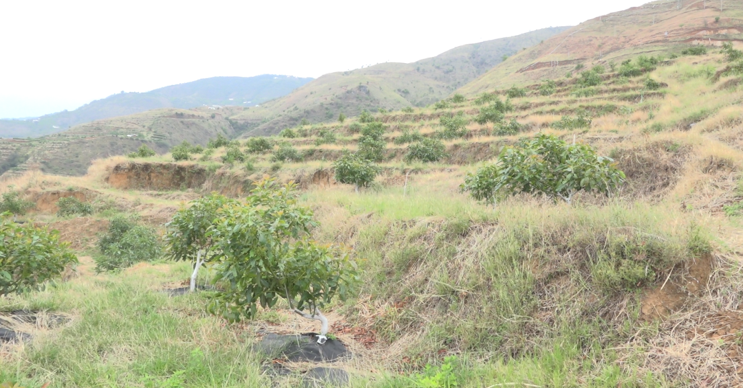 会东:以水破局,将 “水优势” 转化 “发展势”,书写移民乡村振兴篇章插图2 会东:以水破局,将 “水优势” 转化 “发展势”,书写移民乡村振兴篇章插图2