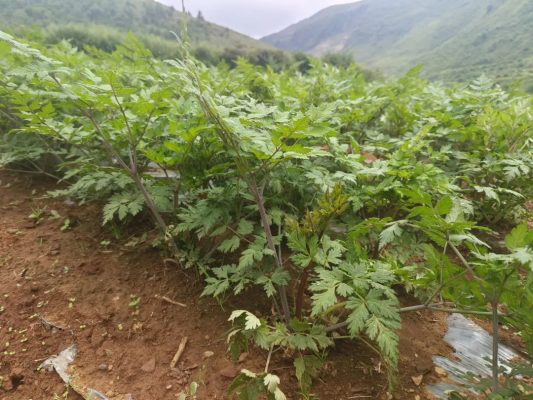 野租乡雪山洞村:药当归产业铺就致富路,“小药材” 成就 “大产业”-会东网