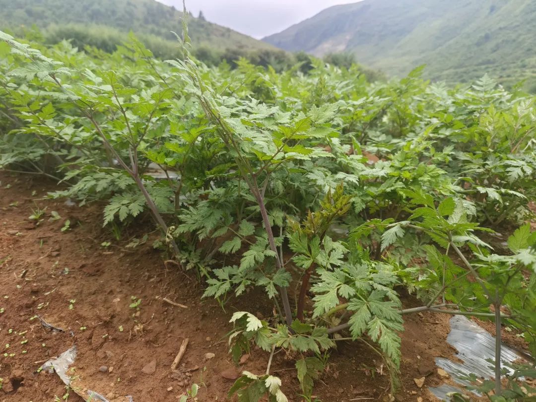 野租乡雪山洞村:药当归产业铺就致富路,“小药材” 成就 “大产业”-会东网
