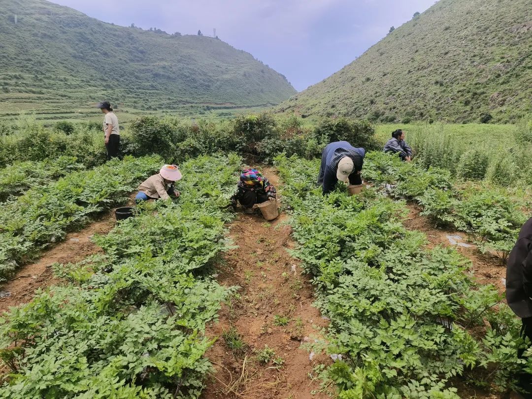 野租乡雪山洞村:药当归产业铺就致富路,“小药材” 成就 “大产业”插图 野租乡雪山洞村:药当归产业铺就致富路,“小药材” 成就 “大产业”插图