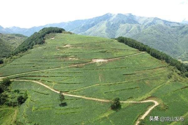 会东网:凉山州围绕 “森林四库” 建设,上半年完成营造林近 16 万亩插图 会东网:凉山州围绕 “森林四库” 建设,上半年完成营造林近 16 万亩插图