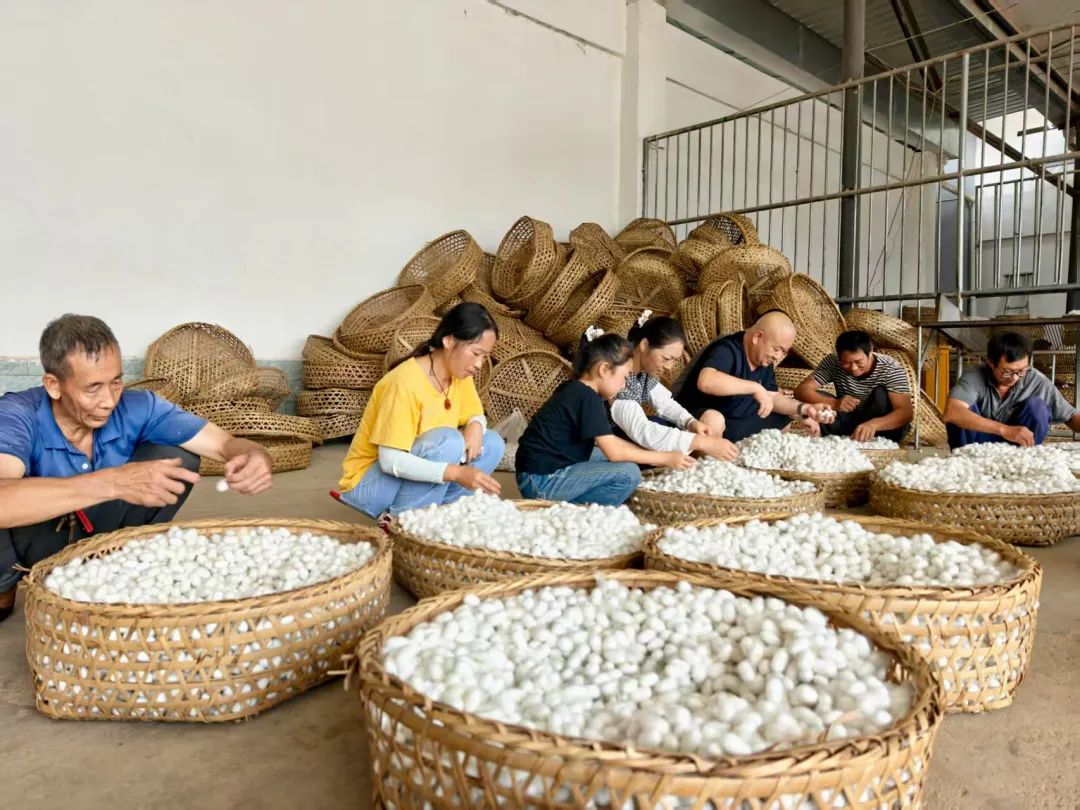 会东夏蚕收购高峰来袭!蚕桑产业稳进增效,多举措助力乡村振兴插图 会东夏蚕收购高峰来袭!蚕桑产业稳进增效,多举措助力乡村振兴插图