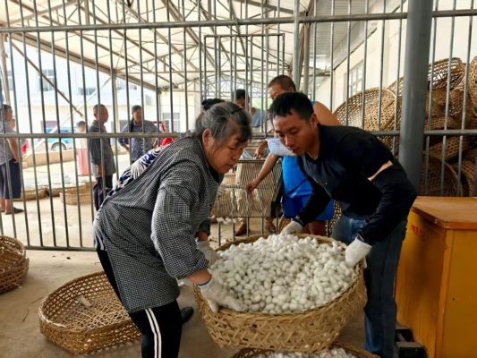 会东夏蚕收购高峰来袭!蚕桑产业稳进增效,多举措助力乡村振兴-会东网