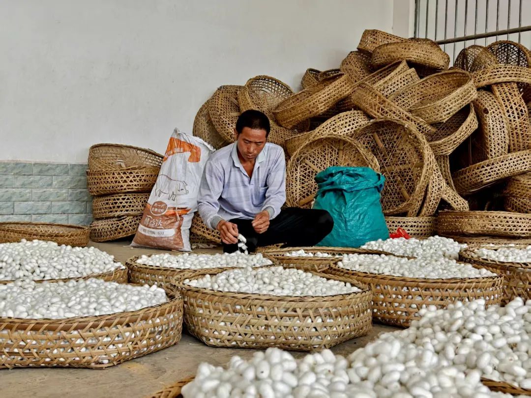 会东夏蚕收购高峰来袭!蚕桑产业稳进增效,多举措助力乡村振兴插图1 会东夏蚕收购高峰来袭!蚕桑产业稳进增效,多举措助力乡村振兴插图1