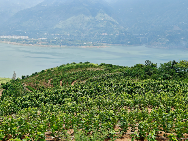 会东夏蚕收购高峰来袭!蚕桑产业稳进增效,多举措助力乡村振兴插图3 会东夏蚕收购高峰来袭!蚕桑产业稳进增效,多举措助力乡村振兴插图3