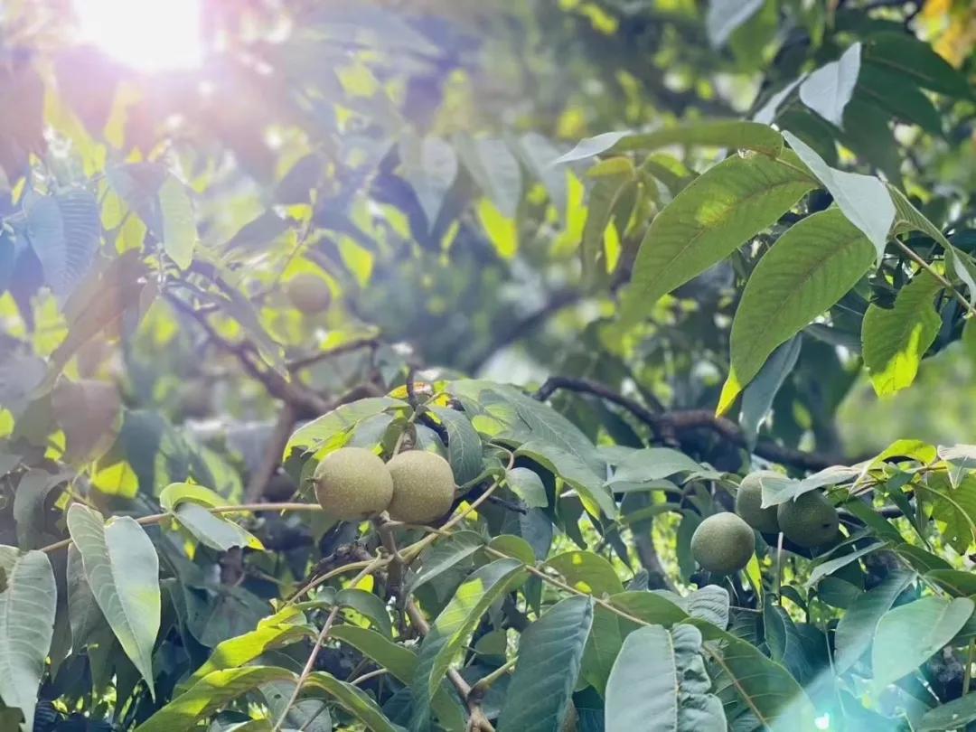德昌核桃:川西南秘的珍宝,壳薄仁饱,浓香酥脆,速来品尝!插图3 德昌核桃:川西南秘的珍宝,壳薄仁饱,浓香酥脆,速来品尝!插图3
