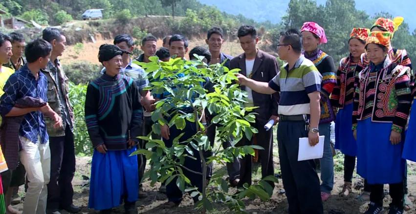 德昌核桃:川西南秘的珍宝,壳薄仁饱,浓香酥脆,速来品尝!插图1 德昌核桃:川西南秘的珍宝,壳薄仁饱,浓香酥脆,速来品尝!插图1