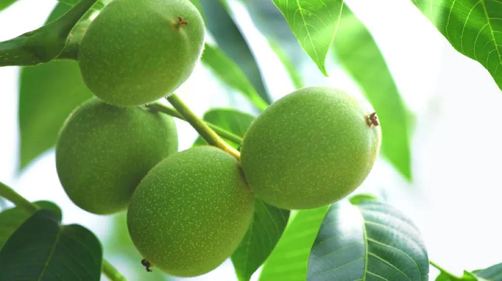 德昌核桃:川西南秘的珍宝,壳薄仁饱,浓香酥脆,速来品尝!插图2 德昌核桃:川西南秘的珍宝,壳薄仁饱,浓香酥脆,速来品尝!插图2